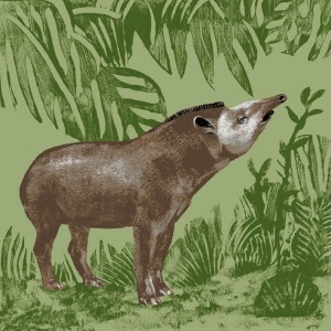 https://illustrations.oliviercharpentier.com:443/files/gimgs/th-30_TBDEF TAPIR TERRESTRE_v2.jpg
